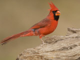 Male Northern Cardinal, Cardinalis Cardinalis, North America Photographic Print by John Cornell