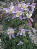 Blue Columbine, Aquilegia Coerulea, Colorado, Usa State Flower Photographie par Doug Sokell