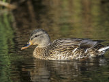 Female Mallard Swimming, Anas Platyrhynchos, North America Photographie par Arthur Morris