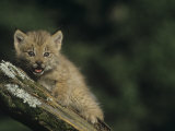 Canada Lynx Kitten, Lynx Canadensis, North America Photographic Print by Joe McDonald