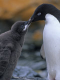 Adelie Penguin Adult Feeding its Chick, Pygoscelis Adeliae, South Orkney Islands Photographic Print by Hugh Rose