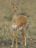 Oribi, Ourebia Ourebi, Masai Mara, Kenya, Africa Photographic Print by Joe McDonald