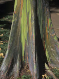 Buttressed Trunk and Rainbow Eucalyptus Tree Bark, Eucalyptus Deglupta, Australia Photographic Print by David Sieren