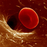 Red Blood Cell in a Vessel Photographic Print by Fred Hossler