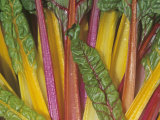 Swiss Chard, Bright Lights Variety Photographic Print by Wally Eberhart
