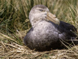Southern Giant Petrel (Macronectes Giganteus), Hercules Bay, South Georgia Islands Photographie par Gerald & Buff Corsi
