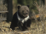 Grizzly Bear Cub, Ursus Arctos, Western North America Photographic Print by Joe McDonald