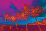 Abstract Palm Trees Prints