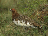 Male Rock Ptarmigan in its Summer Plumage (Lagopus Mutus), North America Photographie par Robert Barber