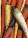 A Variety of Carrots, Daucus Carota Photographic Print by David Cavagnaro