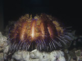 Gerald & Buff Corsi - Fire Sea Urchin, Asthenosoma, Tropical South Pacific Ocean - Fotografik Baskı