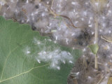 Fremont Cottonwood Leaf and Seeds in the Spring (Populus Fremontii), Utah, USA Lámina fotográfica por Ned Therrien Fremont Cottonwood Leaf and Seeds in the Spring (Populus Fremontii), Utah, USA Lámina fotográfica por Ned Therrien
