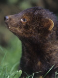 Close-Up of a Fisher Face, Martes Pennanti, North America Lámina fotográfica por Joe McDonald