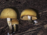 Deadly Galerina Mushrooms Growing on a Decaying Log (Galerina Autumnalis), North America Photographic Print by R. Al Simpson