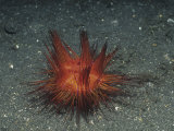 Sea Urchin, Astripyga Radiata, Indonesia Reprodukcja zdjęcia autor Hal Beral Sea Urchin, Astripyga Radiata, Indonesia Reprodukcja zdjęcia autor Hal Beral