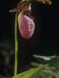 Pink Lady Slipper (Cypripedium Acaule), Orchidaceae, North America Lámina fotográfica por Joe McDonald Pink Lady Slipper (Cypripedium Acaule), Orchidaceae, North America Lámina fotográfica por Joe McDonald