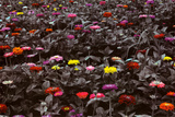 Meadow Poster