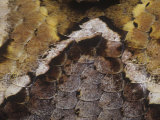 Gaboon Adder or Viper, Bitis Gabonica, Scale Details, Central Africa Lámina fotográfica por Joe McDonald