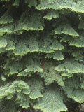 White Fir Tree Needles and Branching Pattern, Abies Concolor, North America Photographic Print by David Cavagnaro