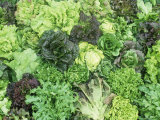 Heirloom Lettuce Varieties Photographic Print by David Cavagnaro