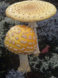 Fly Amanita Mushrooms, Amanita Muscaria, a Poisonous Mushroom, North America Photographic Print by Gary Meszaros