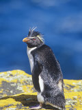 Rockhopper Penguin, Eudyptes Chrysocome, Falkland Islands Fotografiskt tryck av Gerald & Buff Corsi