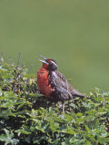Long-Tailed Meadowlark Singing (Sturnella Loyca Falklandica), Falkland Islands Photographie par Gerald & Buff Corsi