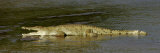 African or Nile Crocodile, Crocodylus Niloticus, Kenya Lámina fotográfica por Arthur Morris