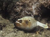 Black-Spotted Pufferfish, Arothron Nigropunctatus, Lembeh Straits, Indonesia Photographic Print by Hal Beral