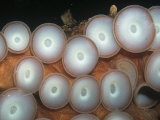 Suckers of the Giant Pacific Octopus. (Octopus Dolfeini) Pacific Coast of North America Photographic Print by Ken Lucas