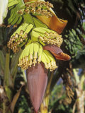 Stalk of Developing Bananas (Musa) Fotografisk trykk av Norris Blake Stalk of Developing Bananas (Musa) Fotografisk trykk av Norris Blake