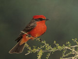 Vermilion Flycatcher (Pyrocephalus Rubinus), Arizona, USA Fotografisk trykk av Rick & Nora Bowers Vermilion Flycatcher (Pyrocephalus Rubinus), Arizona, USA Fotografisk trykk av Rick & Nora Bowers