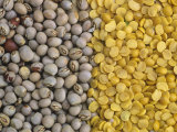 Whole and Split Pigeon Peas, Cajanus Cajun Photographic Print by David Cavagnaro