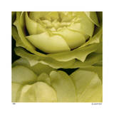 Buzzy’s Roses Limitierte Auflage von Pip Bloomfield