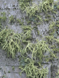 Old Man's Beard Lichens Growing on Tree Bark (Usnea Longissima), Fruticose Lichens, North America Lámina fotográfica por Robert Domm