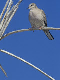 Inca Dove, Columbina Inca, Arizona, USA Photographic Print by Joe McDonald