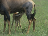 Topi Young Nursing, Damaliscus Lunatus, Masai Mara, Kenya, Africa Photographic Print by Joe McDonald