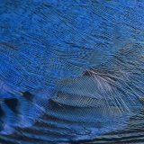 Close-Up of Male Indigo Bunting Feathers, Passerina Cyanea, North America Photographie par Joe McDonald