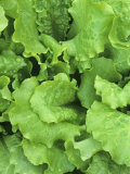 Lettuce Leaves of the Black-Seeded Simpson Variety (Lactuca Sativa) Photographie par Wally Eberhart
