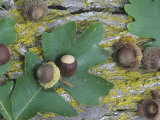 White Oak (Quercus Macrocarpa) Bark, Leaves, and Acorns Photographic Print by Wally Eberhart