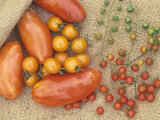 Super Marzano Variety of Teardrop and Spoon Tomatoes, Lycopersicon Esculentum Photographic Print by David Cavagnaro