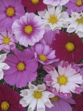 Cosmos Flower Variation (Cosmos Bipinnatus) Photographie par Wally Eberhart
