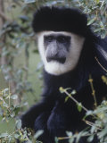 Black and White Colobus Monkey Face, Colobus Angolensis, Kenya, Africa Photographic Print by Joe McDonald
