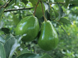 Avocado Fruits on the Tree (Persea Americana) Fotografisk trykk av Norris Blake Avocado Fruits on the Tree (Persea Americana) Fotografisk trykk av Norris Blake
