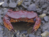 Red Rock Crab, Cancer Productus, Alaska, USA Photographic Print by Gerald & Buff Corsi