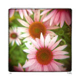Pink Limited Edition by Rebecca Tolk