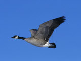 Canada Goose Flying (Branta Canadensis), USA Lámina fotográfica por Neal Mishler