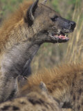 Spotted Hyena Head on a Kill, Crocuta Crocuta, East Africa Photographie par Joe McDonald
