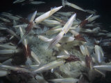 Richard Herrmann - Common or Market Squid Mating with Egg Cases on the Sea Floor. (Loligo Opalescens) California, USA - Fotografik Baskı