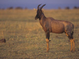 Topi on the Savanna, Damaliscus Lunatus, Masai Mara, Kenya, Africa Photographic Print by John & Barbara Gerlach